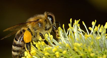 Cientistas desenvolvem fórmula que protege abelhas de efeitos dos pesticidas