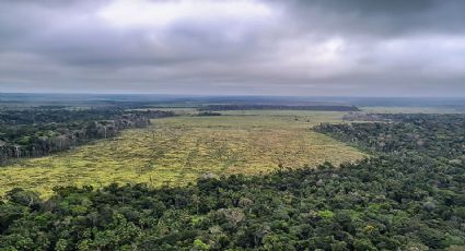 Mais de 90% do desmatamento na Amazônia é para criação de gado, aponta MapBiomas