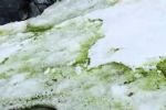 Foto ilustrativa de la nota titulada: Antártida "verde"  acende alerta e preocupa cientistas