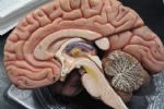 Foto ilustrativa de la nota titulada: Inteligência melhora ou piora com a idade? Estudo de Harvard responde