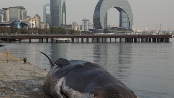 Baleia aparece morta em Baku, só que não