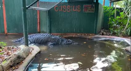 Cassius: Maior crocodilo em cativeiro do mundo morre na Austrália