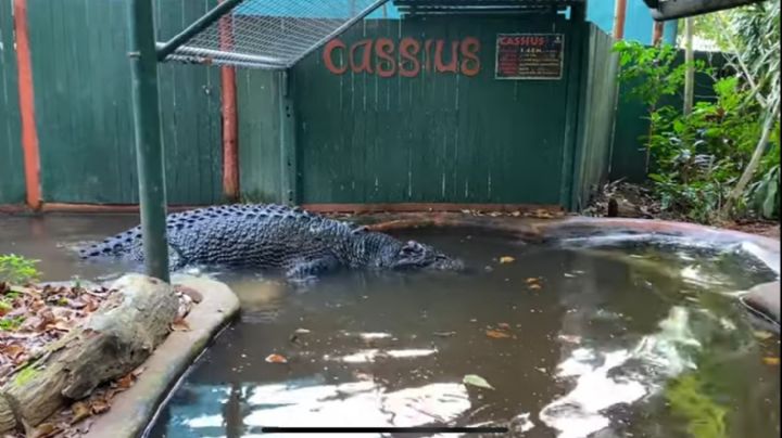 Cassius: Maior crocodilo em cativeiro do mundo morre na Austrália