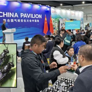 China recruta exército de formigas contra mudança climática