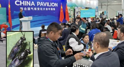 China recruta exército de formigas contra mudança climática