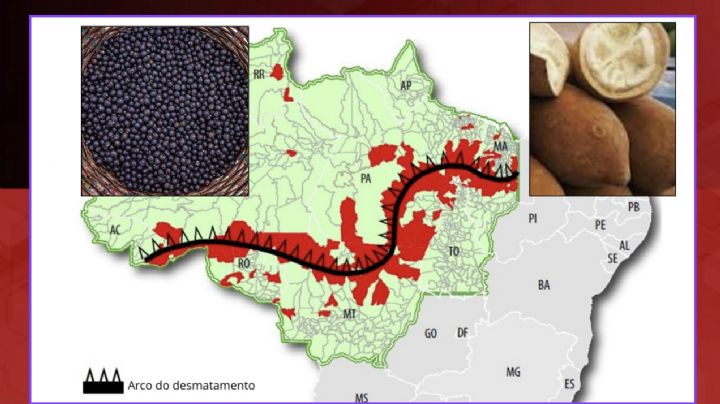 Projetos que podem transformar imagem da Amazônia são explicados ao mundo