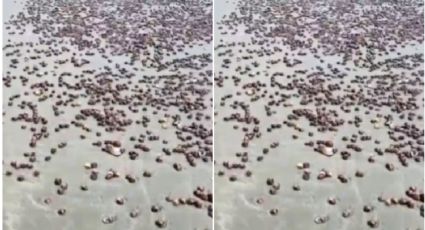 O mistério das conchas invade a praia de Camboriú: fenômeno natural ou desequilíbrio ecológico?