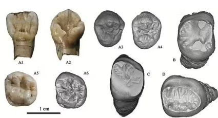 Descoberta de nova espécie ancestral pode revolucionar classificação de humanos antigos