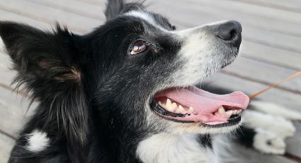 É possível transplante entre cães e gatos? Aconteceu no Distrito Federal