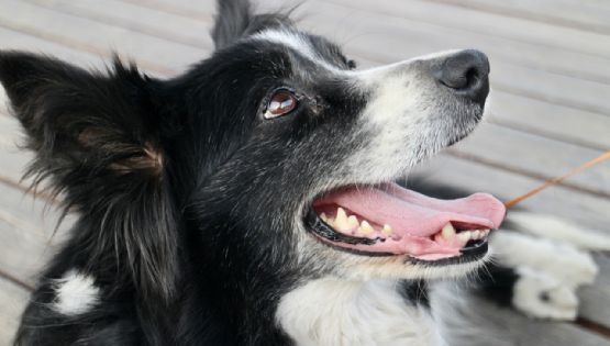 É possível transplante entre cães e gatos? Aconteceu no Distrito Federal