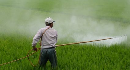 Toneladas de um agrotóxico proibido são importadas pelo Brasil anualmente; a fonte é um país europeu