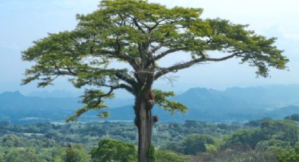 Brics: árvore amazônica ‘sagrada’ é escolhida como novo símbolo do grupo