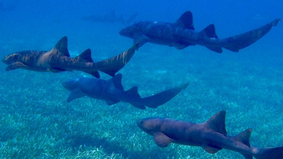 Caça predatória reduziu pela metade população de tubarões em 50 anos