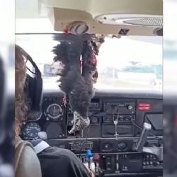 IMAGEM IMPRESSIONANTE: Urubu bate em avião e fica pendurado na cabine do piloto