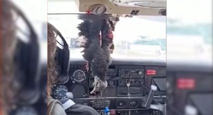 IMAGEM IMPRESSIONANTE: Urubu bate em avião e fica pendurado na cabine do piloto