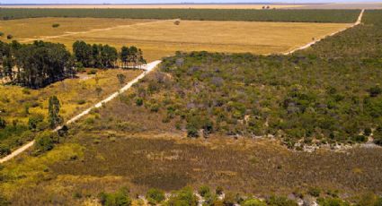 "Agrossuicídio": desmatamento pode inviabilizar o próprio agronegócio, reforça Nature