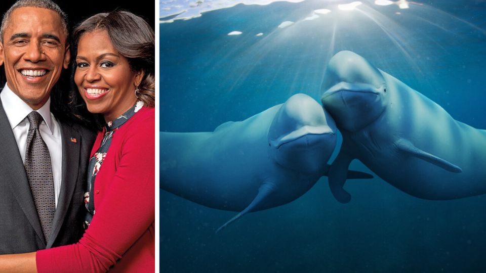 Barack Obama e Michelle Obama lançam mais uma série que tem como fio condutor a crise climática. Foto de golfinhos, personagens da produção.
