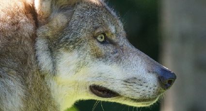 Como os lobos mutantes de Chernobyl podem ajudar na cura do câncer