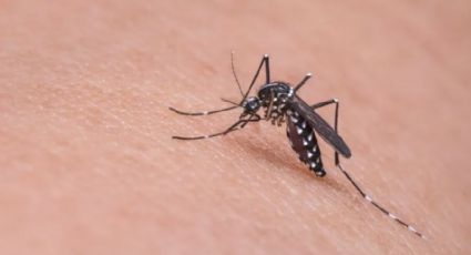 Dengue: Quais os melhores repelentes para usar contra o mosquito