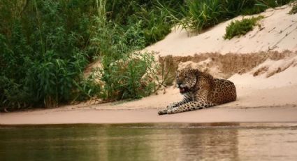 VÍDEO: Onça que queimou as patas em incêndio no Pantanal ressurge caçando jacaré