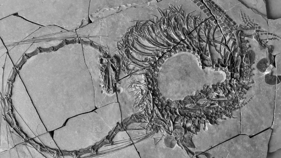 Imagem mostra pescoço longo e barbatanas do animal fossilizado