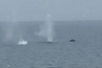Pescadores palestinos são alvejados pela Marinha israelense em meio ao genocídio em Gaza