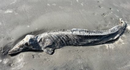 "Golfinho mumificado" aterroriza banhistas em praia