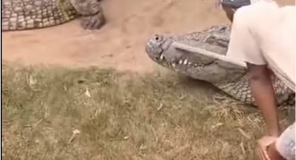 IMAGENS FORTES: Crocodilo gigante ataca cuidador que escapa por pouco