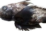 Tubarão-fantasma: nova espécie é descoberta no fundo do oceano
