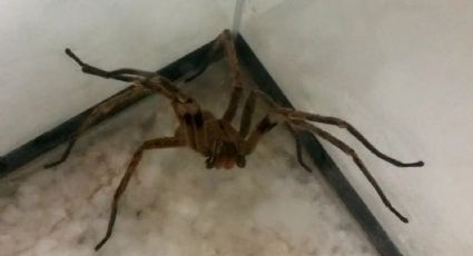 Por que veneno de aranha pode virar remédio contra impotência