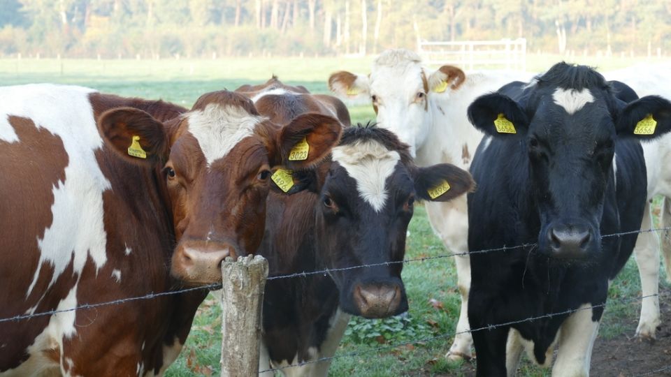 Vacas testam positivo para gripe aviária H5N1