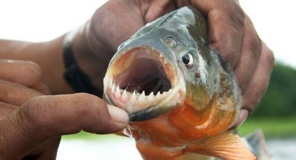 O que pode ter provocado ataque de piranhas no Rio Tietê em SP