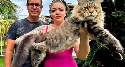 Conheça Xartrux, o gato brasileiro de 1,30 m que pode entrar para o Guinness Book