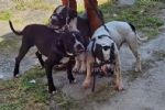 Ataque de pitbulls: Tutores dos animais que feriram escritora são soltos pela Justiça