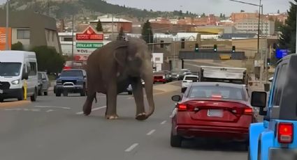 VÍDEO: Elefante foge de circo, passeia pelas ruas e deixa população em pânico