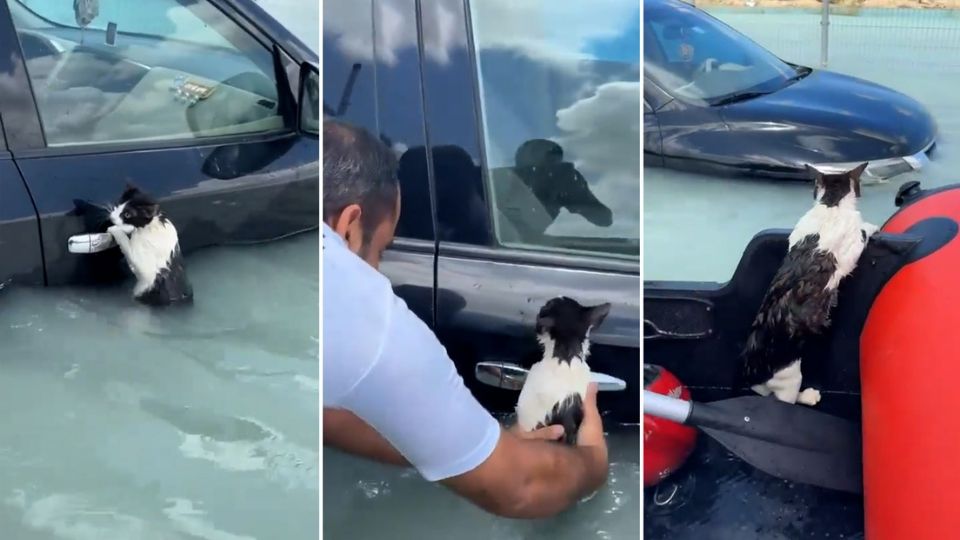 Gatinho foi resgatado por policiais em Dubai