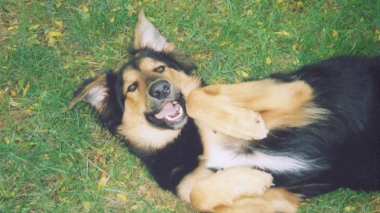 Cães entendem palavras humanas, afirma estudo