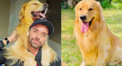 Tutor quebra o silêncio sobre Golden Retriever morto por descaso de empresa aérea