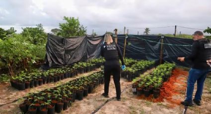 Membros de associação autorizada a cultivar maconha são presos; entenda