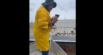 VÍDEO: filhote de gato é resgatado em Canoas após dez dias no telhado