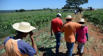 O agro é tóxico, mata e rasga a Constituição: PL 709/2023 é inconstitucional - Por Padre João e Leleco Pimentel