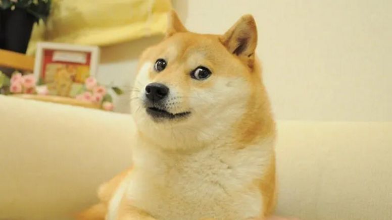 Morre Doge, a cachorrinha que inspirou um dos memes mais famosos da internet