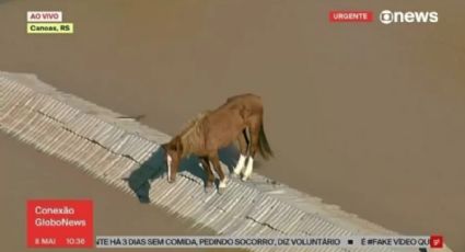 IMAGEM CHOCANTE: Cavalo ilhado se equilibra em telhado para escapar da água no RS