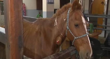 Homem que se diz dono do cavalo “Caramelo” aparece; saiba o que vai acontecer