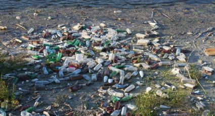 Peixes e praias do litoral de SP estão contaminados com microplástico, revela estudo