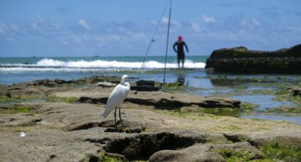 Dia Mundial dos Oceanos: Entenda o que é a data e sua importância