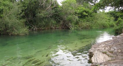 Bonito: rios de cidade turística do MS estão contaminados por agrotóxicos, diz estudo