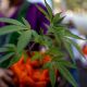 Produtos à base de Cannabis são liberados pela Justiça em farmácia de manipulação