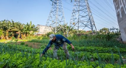 Lula sanciona Política Nacional de Agricultura Urbana e Periurbana