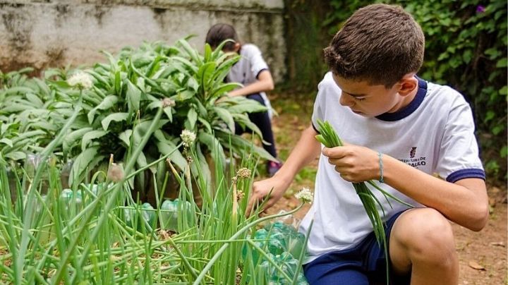 A impercepção da botânica na educação ambiental da educação básica – Por Ana Beatriz Prudente Alckmin